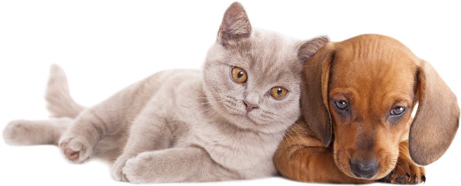 dogs and cats